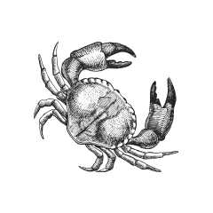 crab-illustration