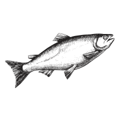 fish-illustration