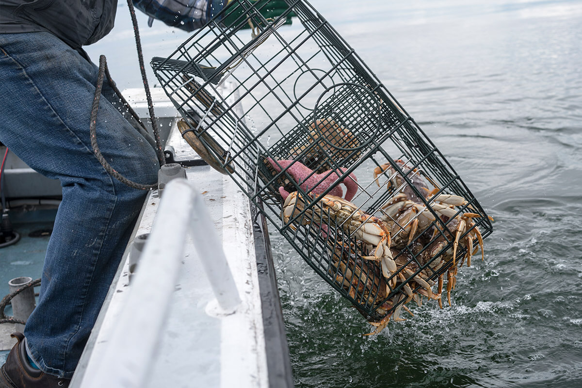 crab-harvesting sourcing-and-sustainability-wild-caught-crab