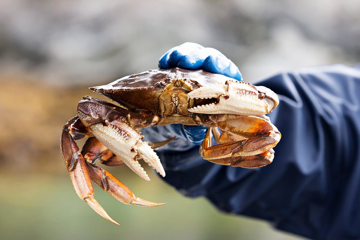 sourcing-and-sustainability-crab