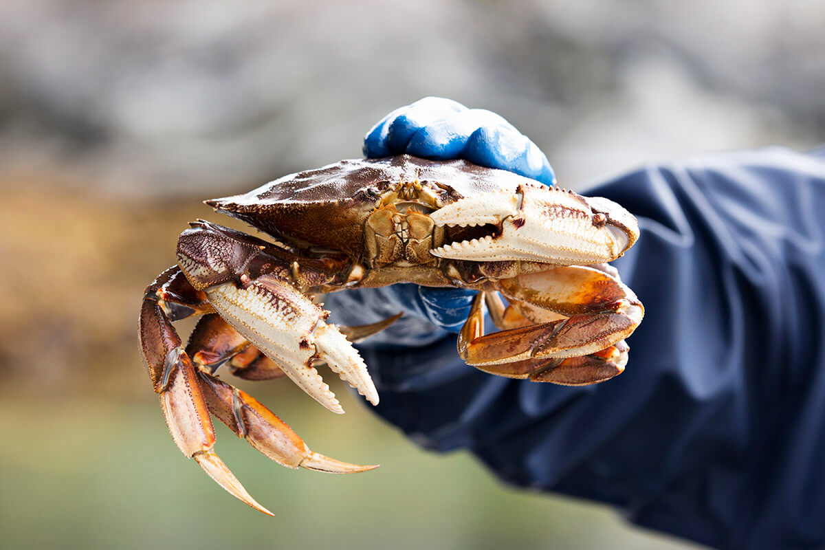 crab-sustainability sourcing-and-sustainability-crab