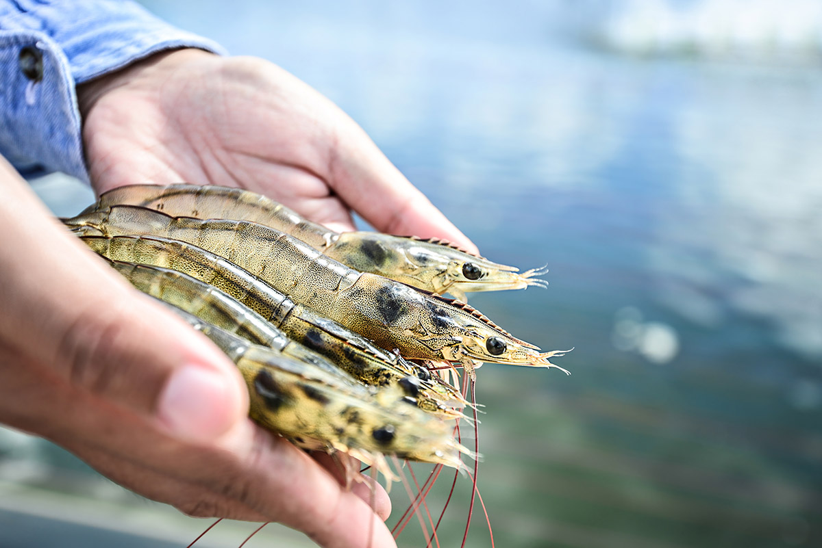 sourcing-and-sustainability-shrimp