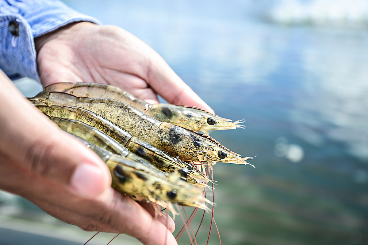shrimp-sustainability sourcing-and-sustainability-shrimp